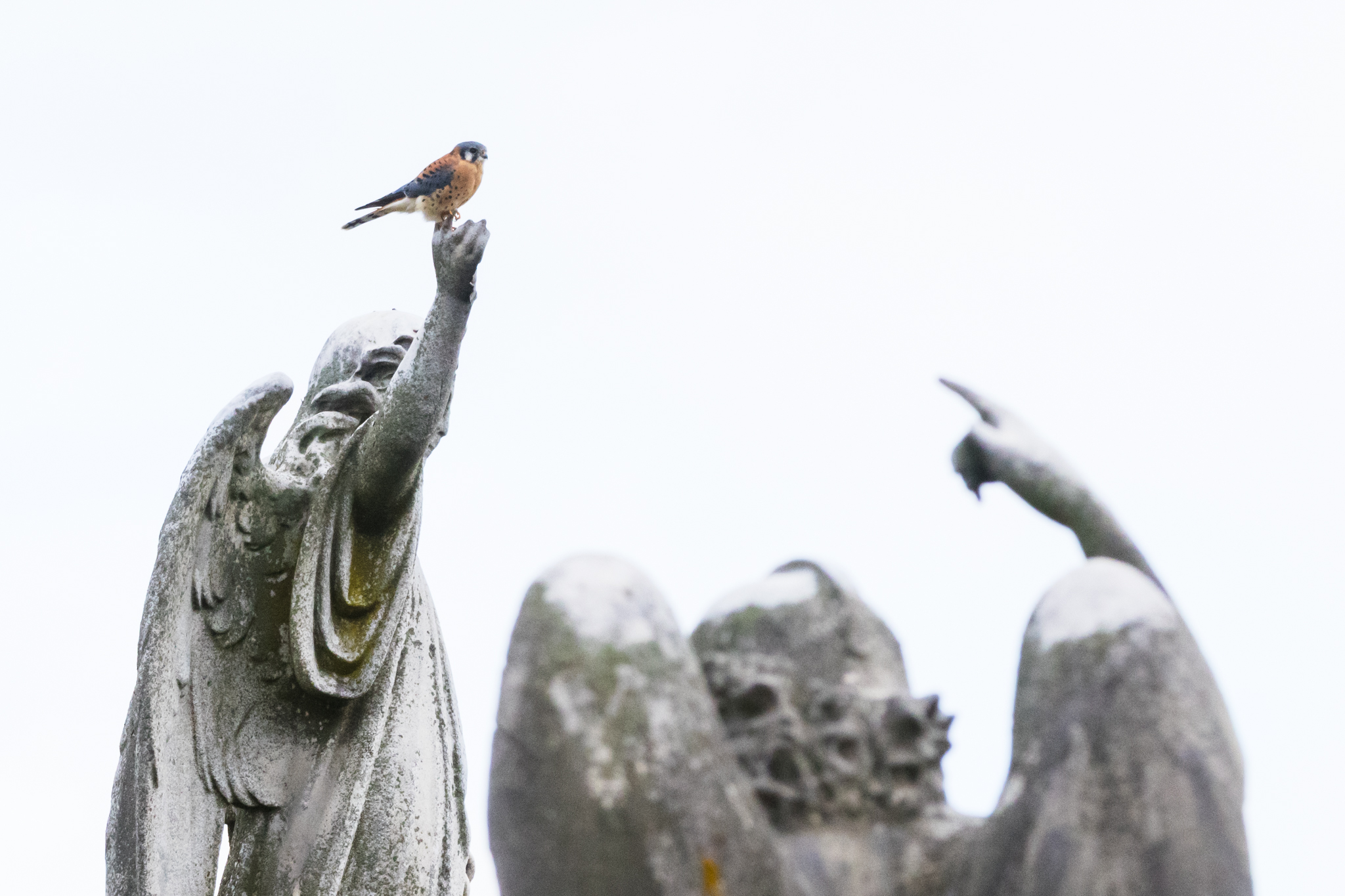American Kestrel, Falco sparverius