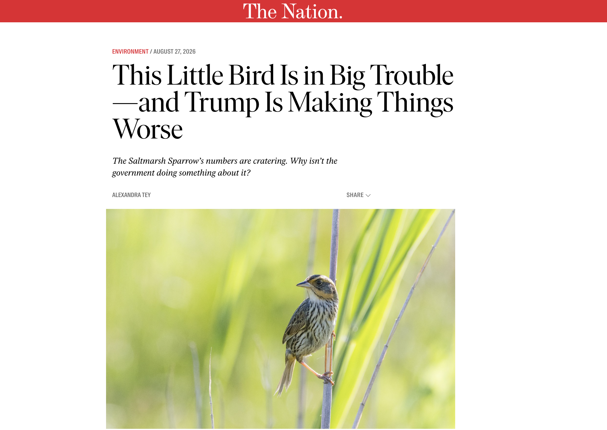 This Little Bird Is in Big Trouble—and Trump Is Making Things Worse — The Nation
