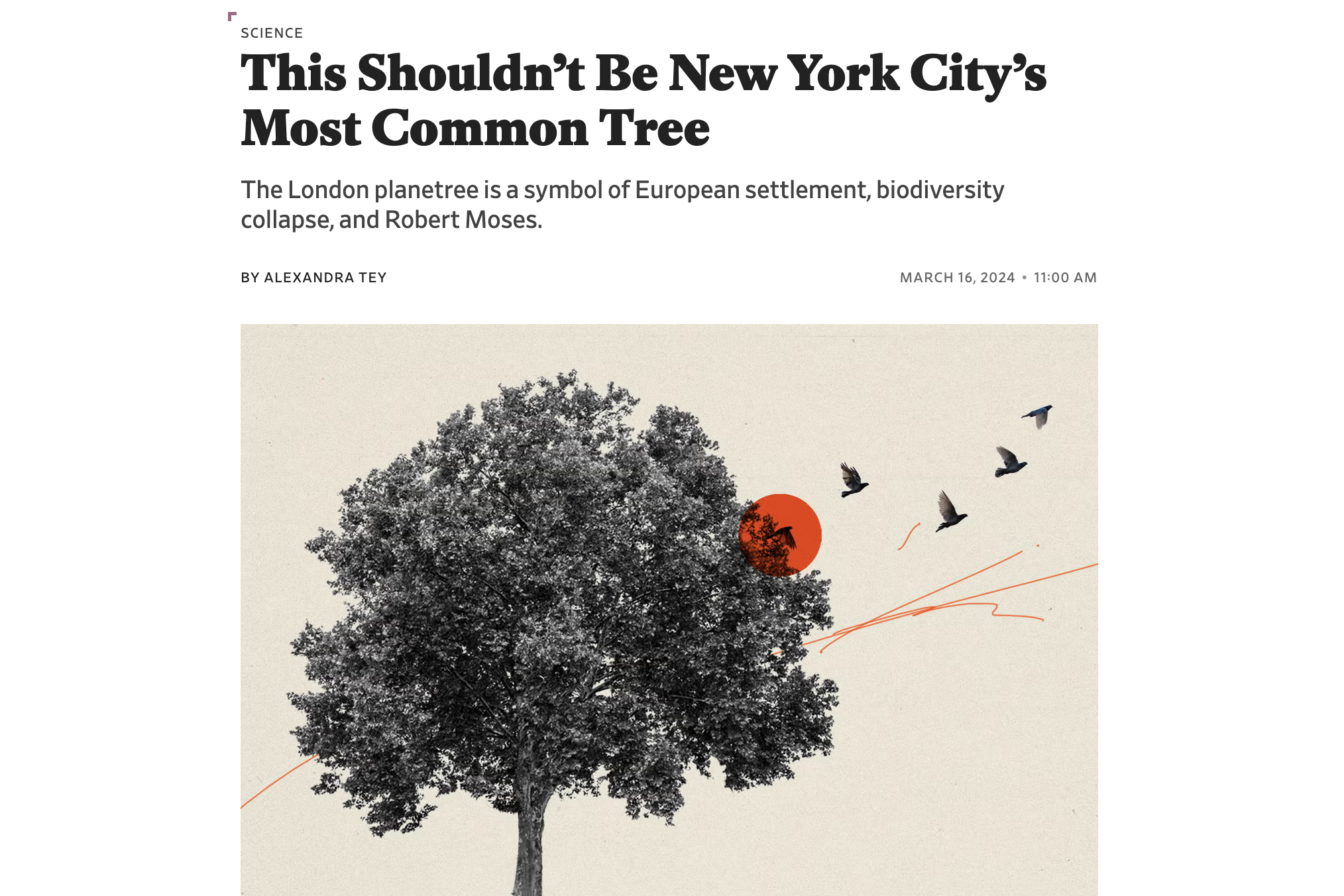 This Shouldn't Be New York City's Most Common Tree — Slate
