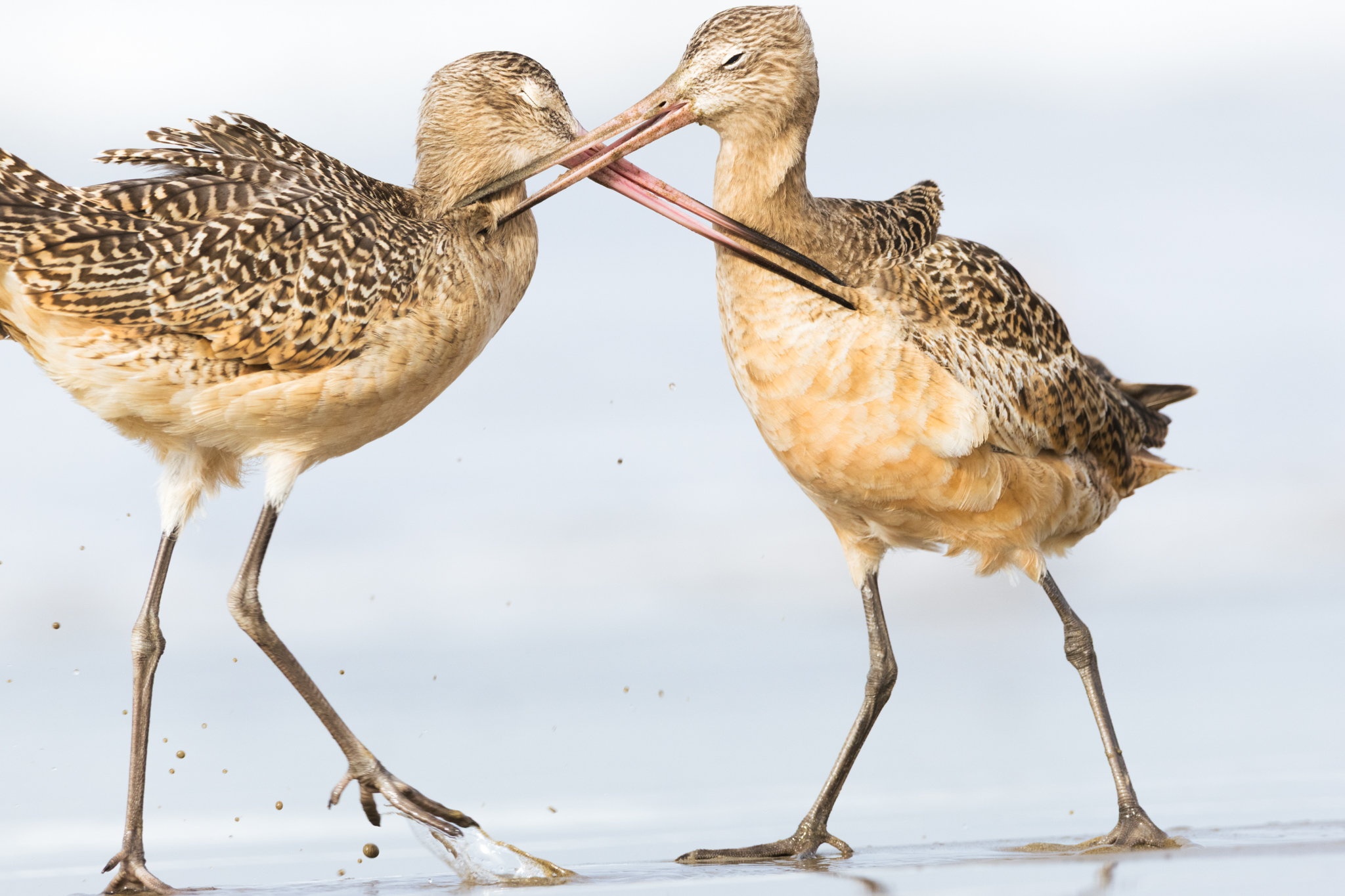 Marbled Godwit, Limosa fedoa