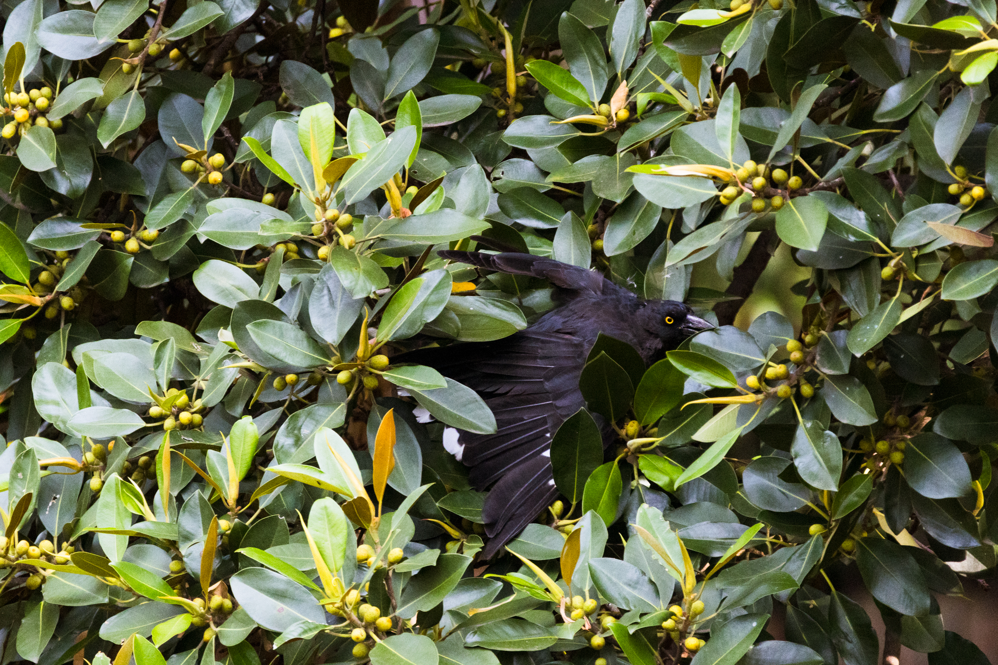 Pied Currawong, Strepera graculina