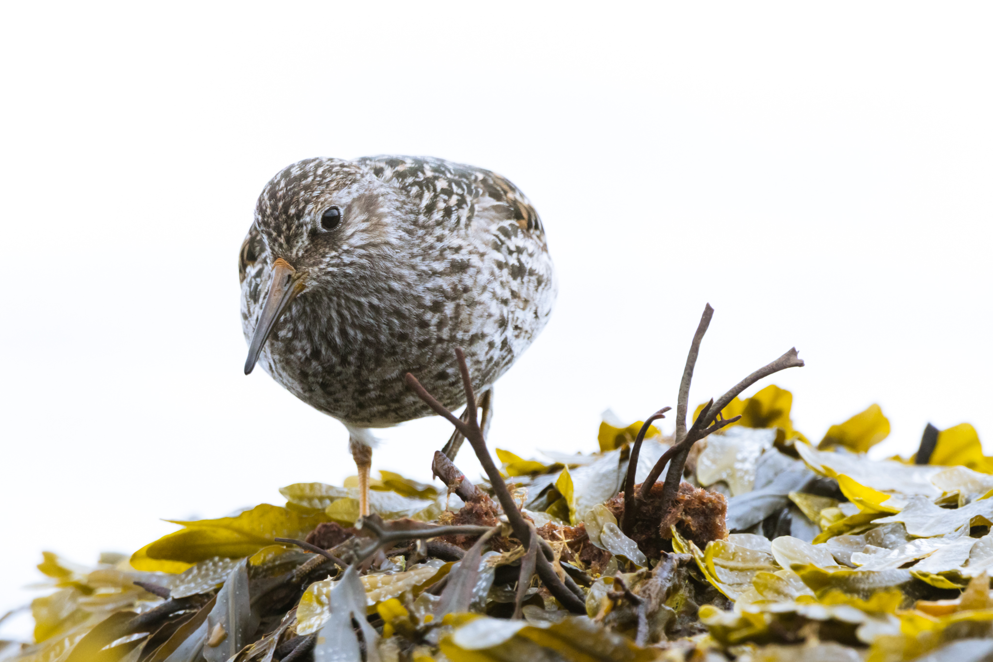 Purple Sandpiper, Calidris maritima