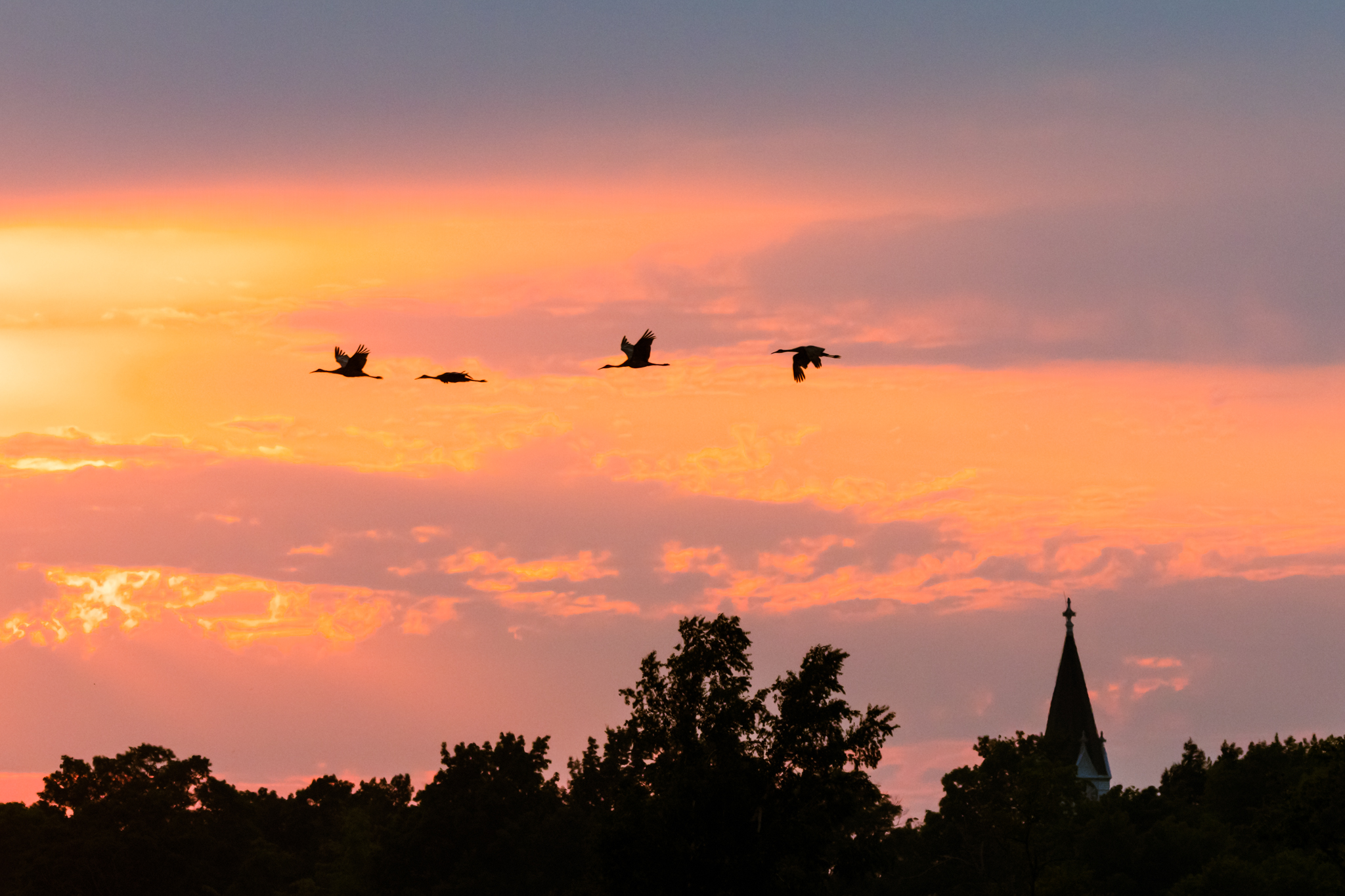 Sandhill Crane, Antigone canadensis