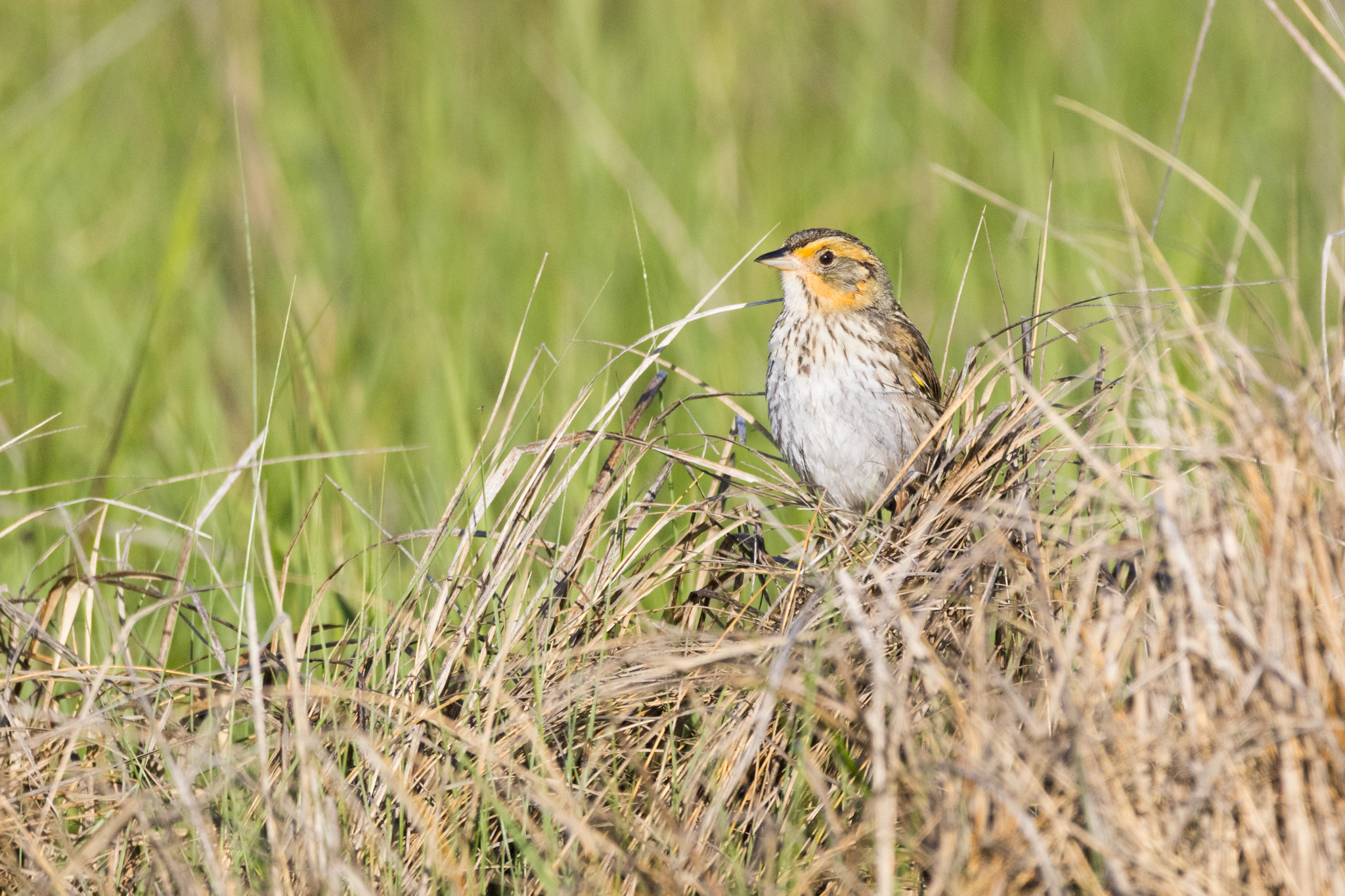 Saltmarsh Sparrow, Ammospiza caudacuta