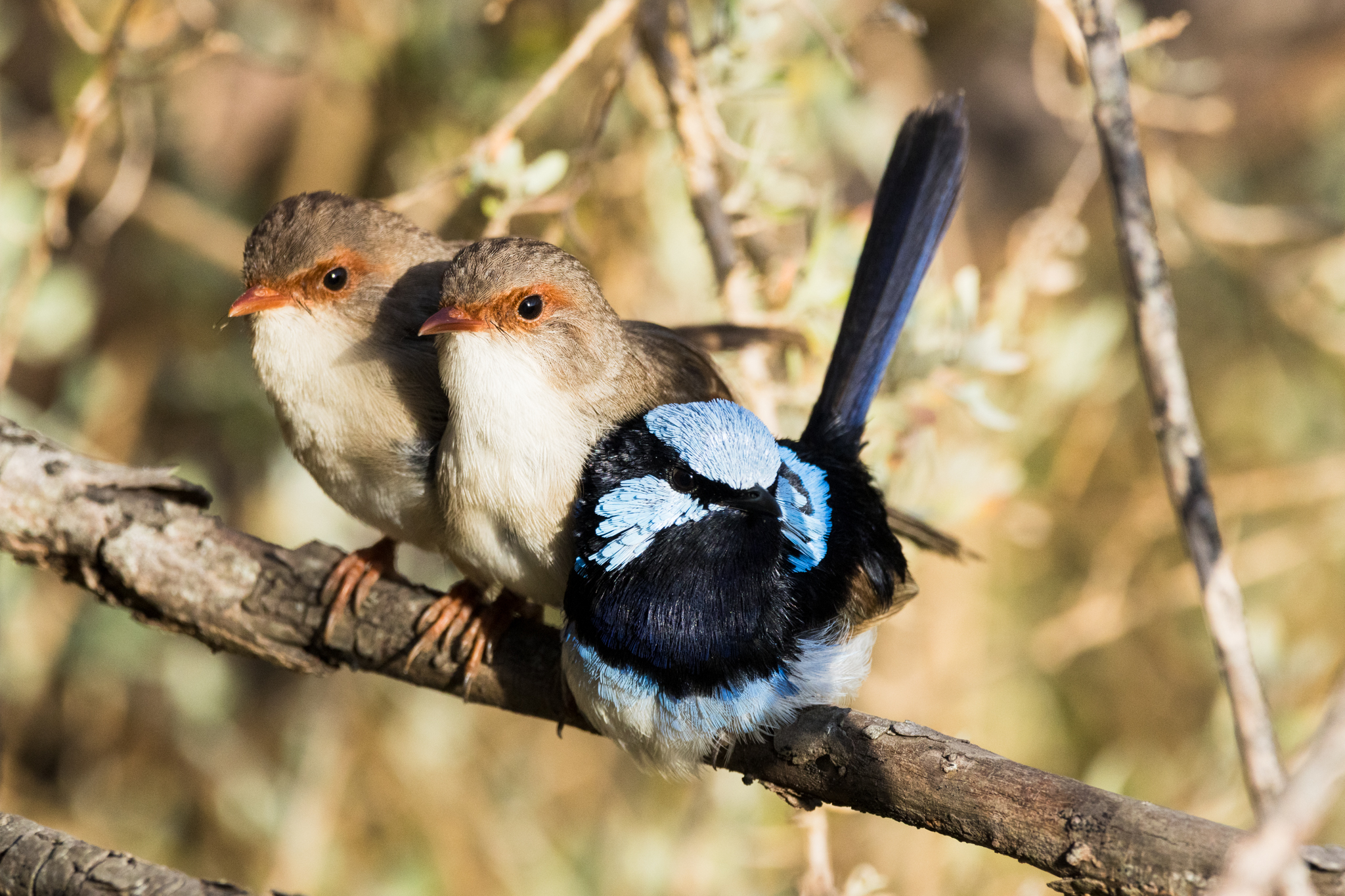 Superb Fairywren, Malurus cyaneus