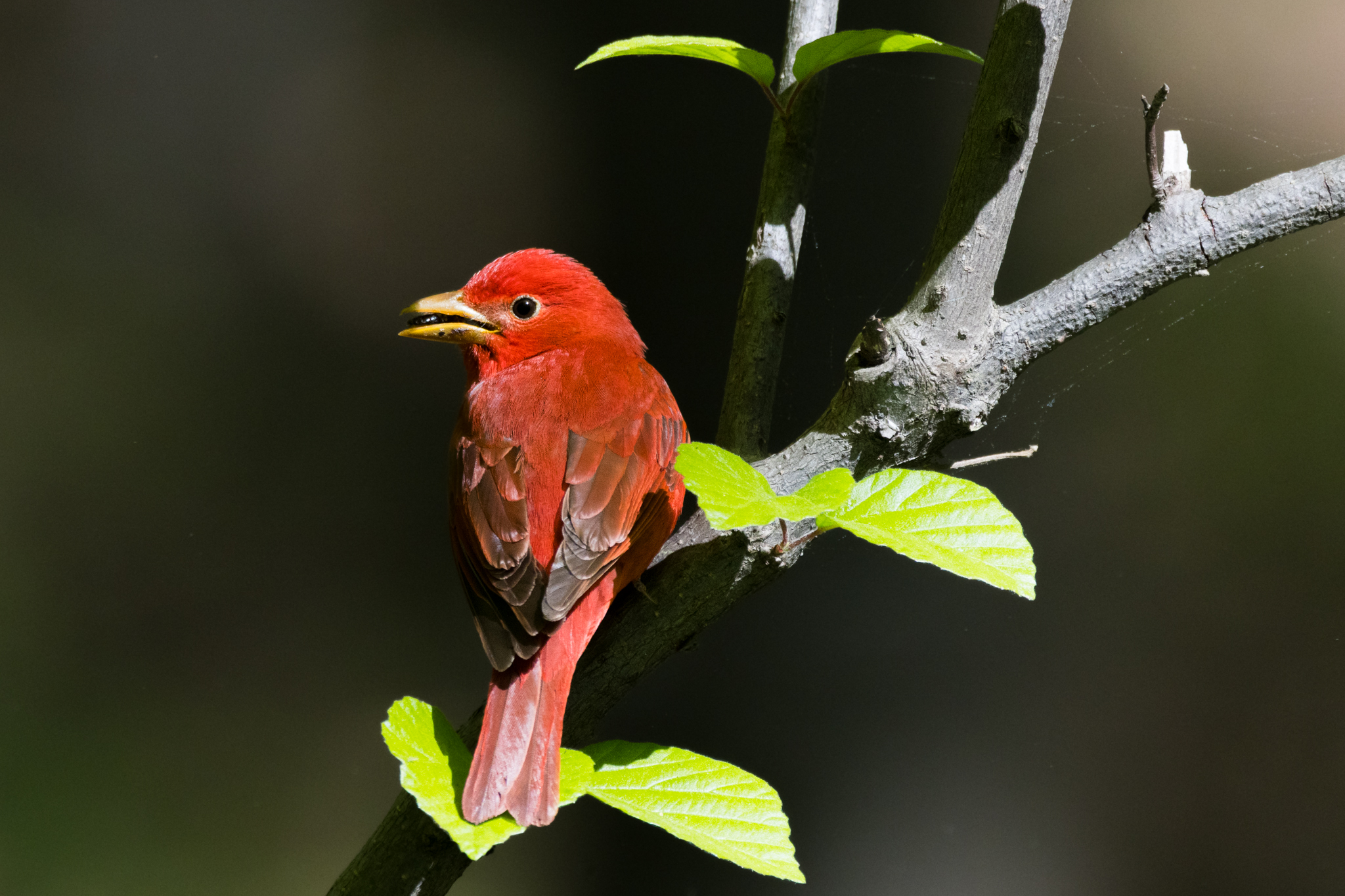 Summer Tanager, Piranga rubra