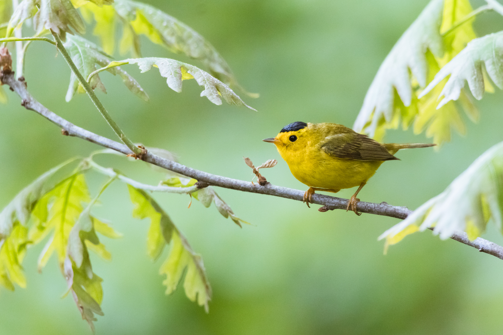 Wilson's Warbler, Cardellina pusilla